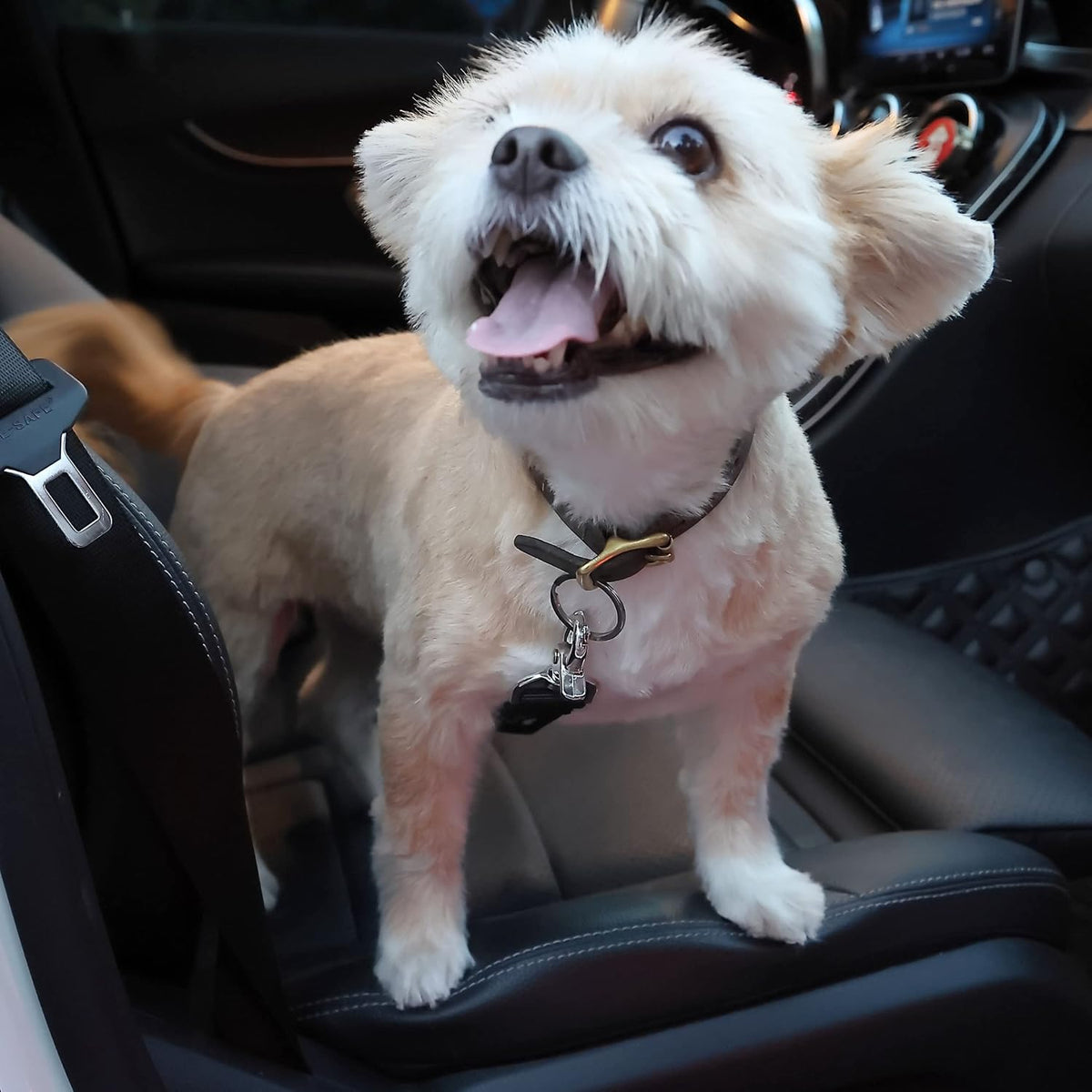 - Dog Seat Belt, 2 Pack, Adjustable Dog Seat Belt for Car